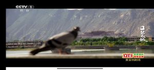 熊猫电视TV,1000+高清频道,支持港澳台!-铁虎资源网